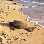 Sun Bathing Hawaiian Honu (sea turtle resting on Waikoloa Beach)